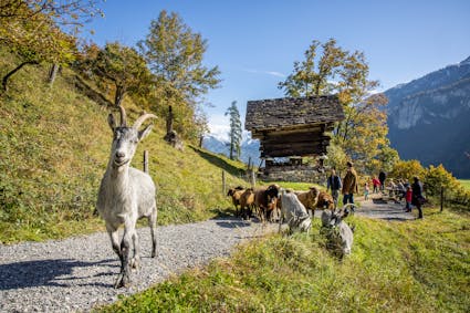 Im Freilichtmuseum Ballenberg sind über 200 Bauernhoftiere zu Gast - auch verschiedene Rassen von Ziegen und Schafen.