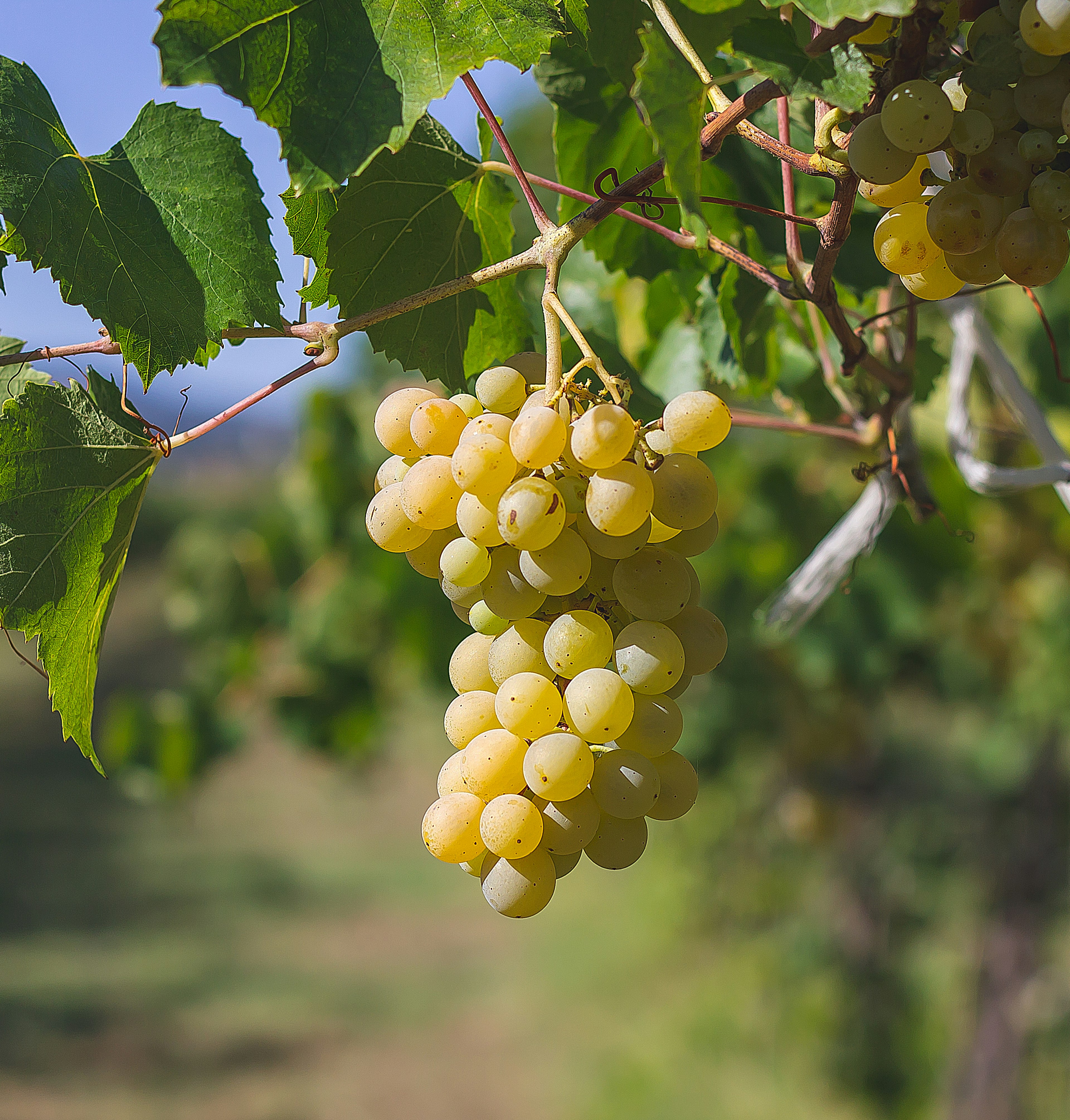 chardonnay