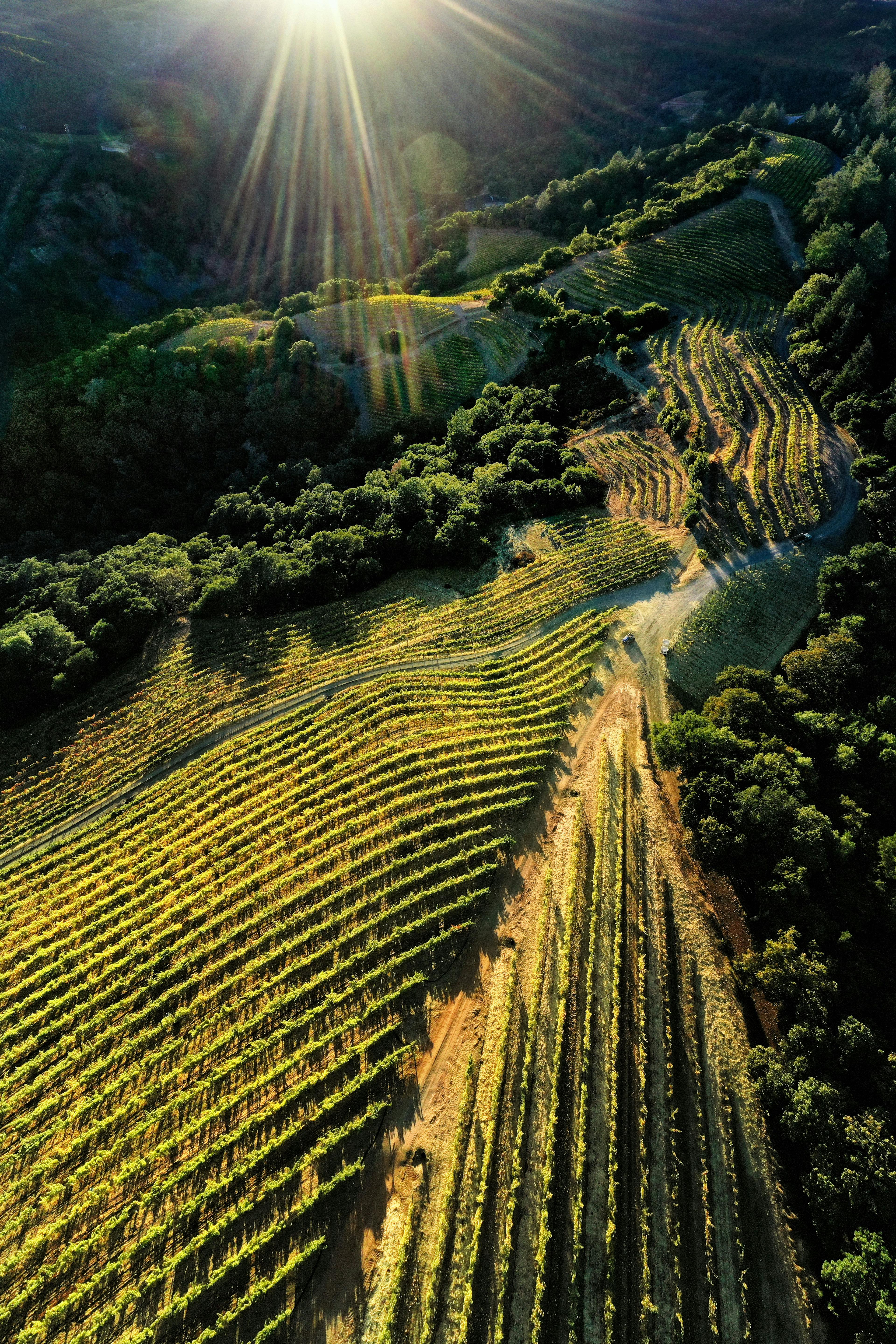Appezzamenti coltivati a viti a Newton Vineyard. © Newton Vineyard