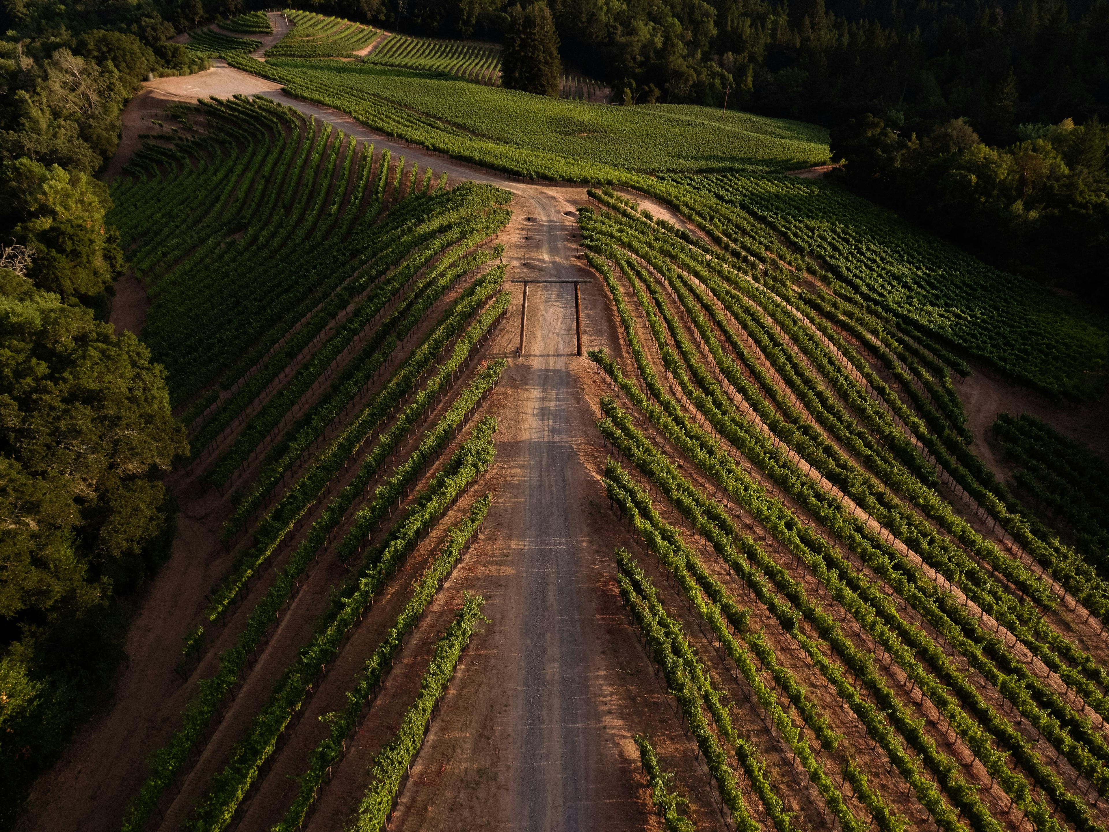 I vigneti di Newton Vineyard.